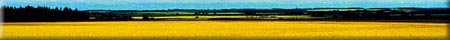 Canola Industry Banner