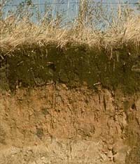 soil profile