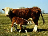 Cow & Calf