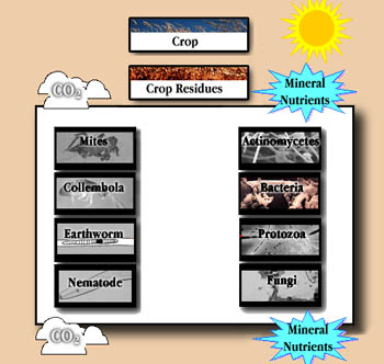 Soil Web Animate