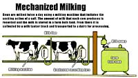 milking