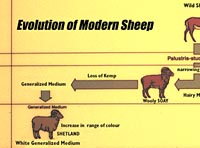 Sheep evolution