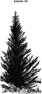 [Drawing of Balsam Fir]