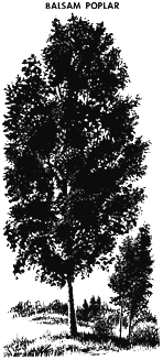 [Drawing of Balsam Poplar]