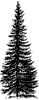 [Conical Tree Profile]