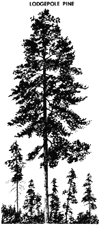 [Drawing of Lodgepole Pine]