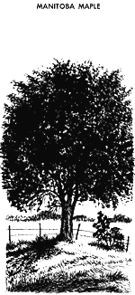 [Drawing of Manitoba Maple]