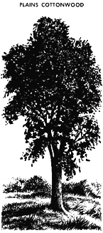 [Drawing of Plains Cottonwood]