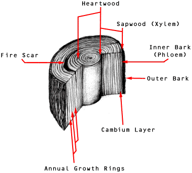 [CROSS-SECTION OF TREE TRUNK DIAGRAM]