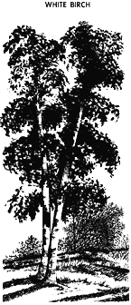 [Drawing of White Birch]