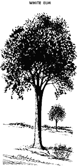 [Drawing of White Elm]