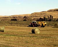 Forage Bailing