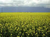 Canola Field