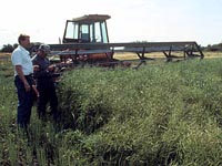 Canola Swather