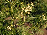 Caraway plants