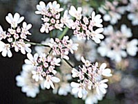 Coriander Blossoms