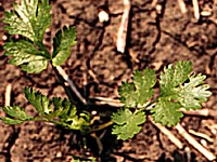 Coriander Vegetation