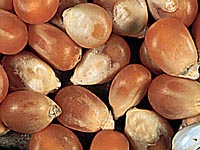 Corn seed