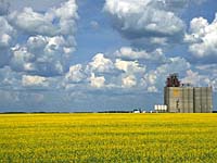 Canola Field