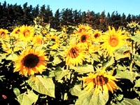 Sunflower Field