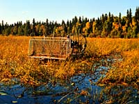 Wild Rice Seed