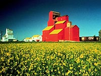 Canola Field