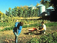 Vegetable Garden