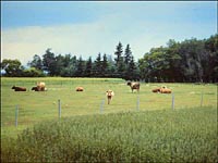 Cattle Grazing