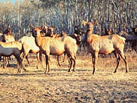 Elk Herd