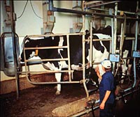 Milking Parlour