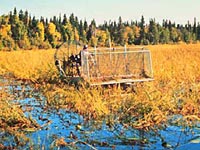 Wild Rice Harvesting