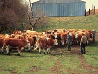 Cattle Movement