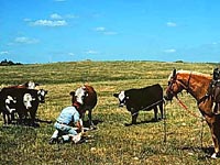 Calf Roping