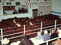 Cattle Auction