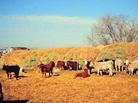 Cattle with Forage