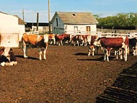 Steers Feeding