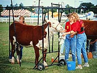 4H cattleshow