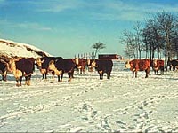 Cattle in Winter