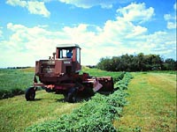 Cutting Forage