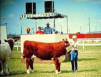 Showing Steer