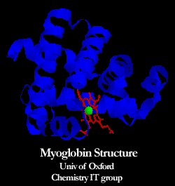 myoglobin