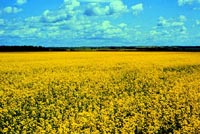 Canola Field