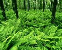 Ferns