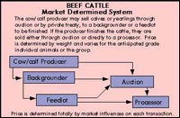 Meat Marketing