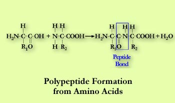 Peptide