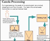 Canola Processing