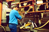 Milking parlour