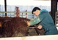 artificial insemination