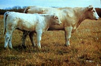 charolais