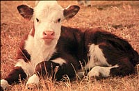 hereford calf